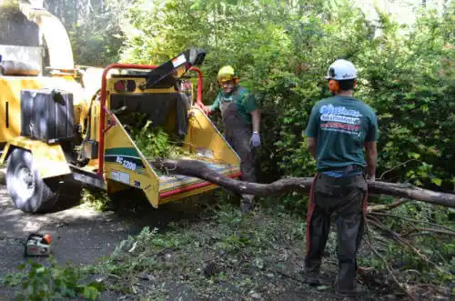 tree services Monterey